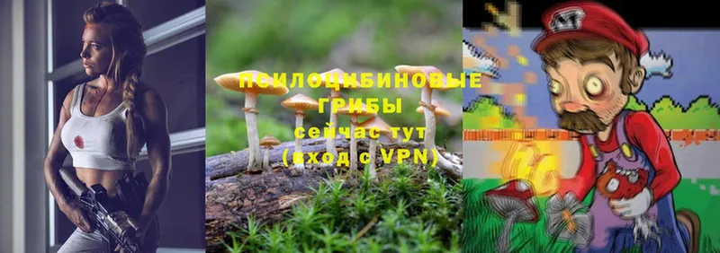 закладка  Богородск  Псилоцибиновые грибы Psilocybine cubensis 